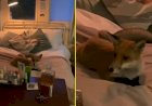 Raposa invade casa e mulher flagra animal deitado em sua cama