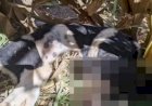 PM prende homem acusado de matar cadela a pauladas e ameaçar pessoas