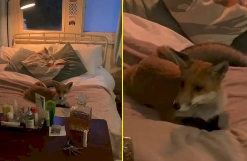 Raposa invade casa e mulher flagra animal deitado em sua cama