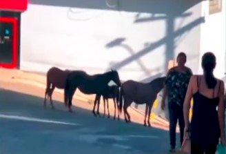 Animais soltos nas ruas de Sabinópolis (MG) preocupam moradores e autoridades 