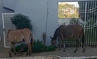Animais soltos nas ruas de Sabinópolis (MG) preocupam moradores e autoridades 