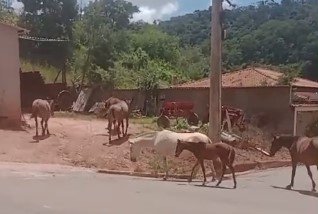 Animais soltos nas ruas de Sabinópolis (MG) preocupam moradores e autoridades 