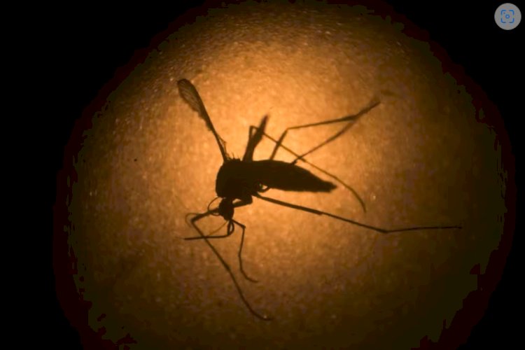 Brasil supera casos de dengue de 2023