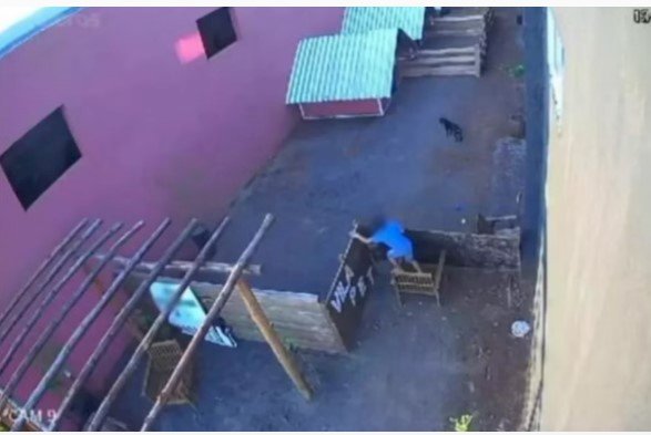 Criança invade hospital veterinário e mata mais de 20 animais no Paraná