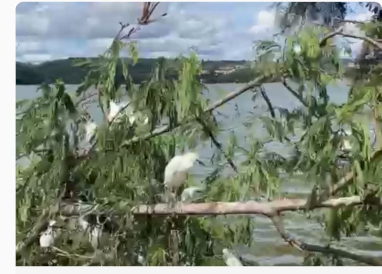 PREJUÍZO AO MEIO AMBIENTE Lagoa Santa: poda de árvores mata cerca de 40 garças na orla de lagoa; veja vídeo