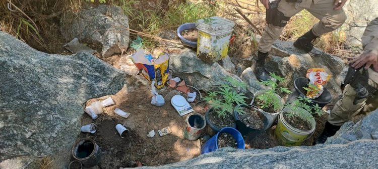 Fotos de plantação de maconha em celular de jovem levam a PM a apreender grande quantidade de drogas em Espinosa