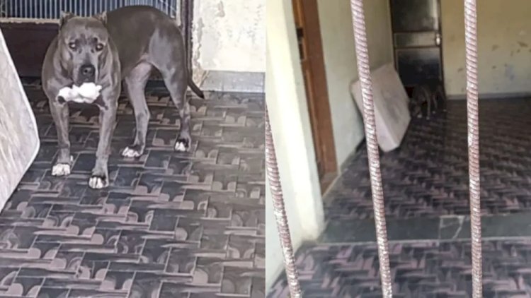 Pitbull tenta atacar trabalhador da Copasa, e bombeiros são acionados em MG